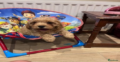 Cavapoo dogs - Advert 7