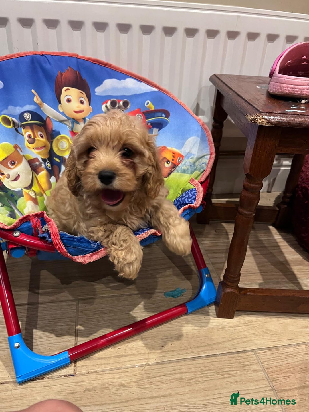Cavapoo dogs for sale: F1 Cavapoo puppies - Image 2