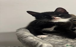 Domestic Shorthair cats for sale: Beautiful Kittens available - Image 1