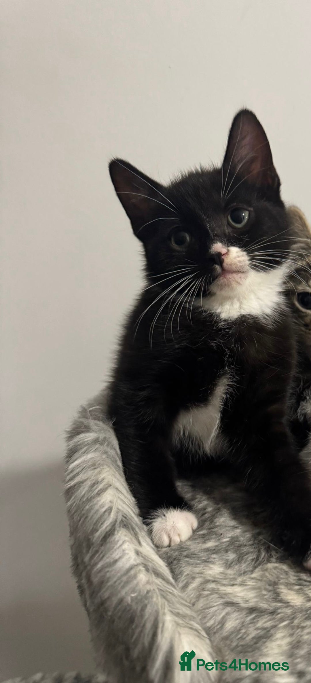 Domestic Shorthair cats for sale: Beautiful Kittens available - Image 1