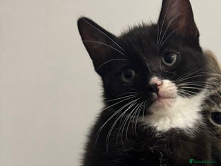 Domestic Shorthair cats - Advert 1