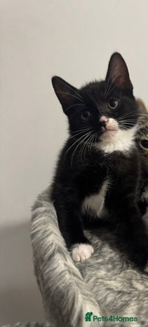 Domestic Shorthair cats - Advert 2