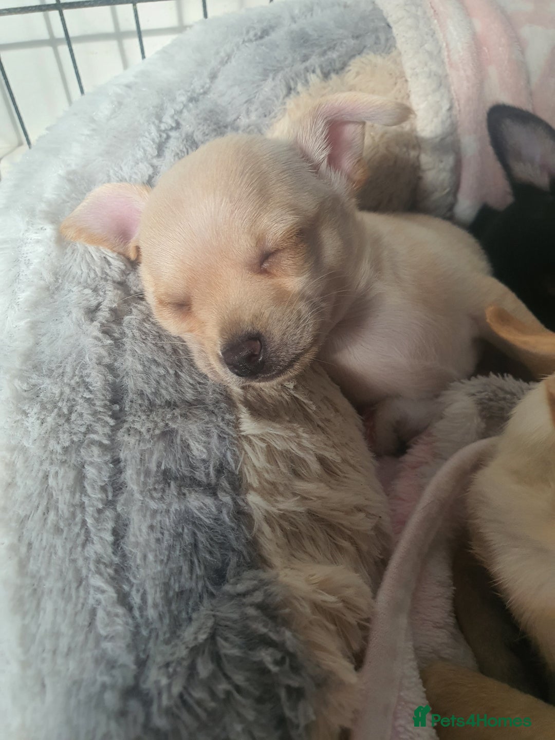 Chihuahua dogs for sale: Tiny pure breed chihuahua  - Image 2