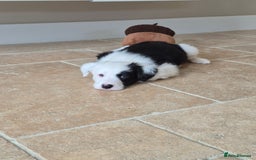 Border Collie dogs for sale: 1 Male left - Image 3