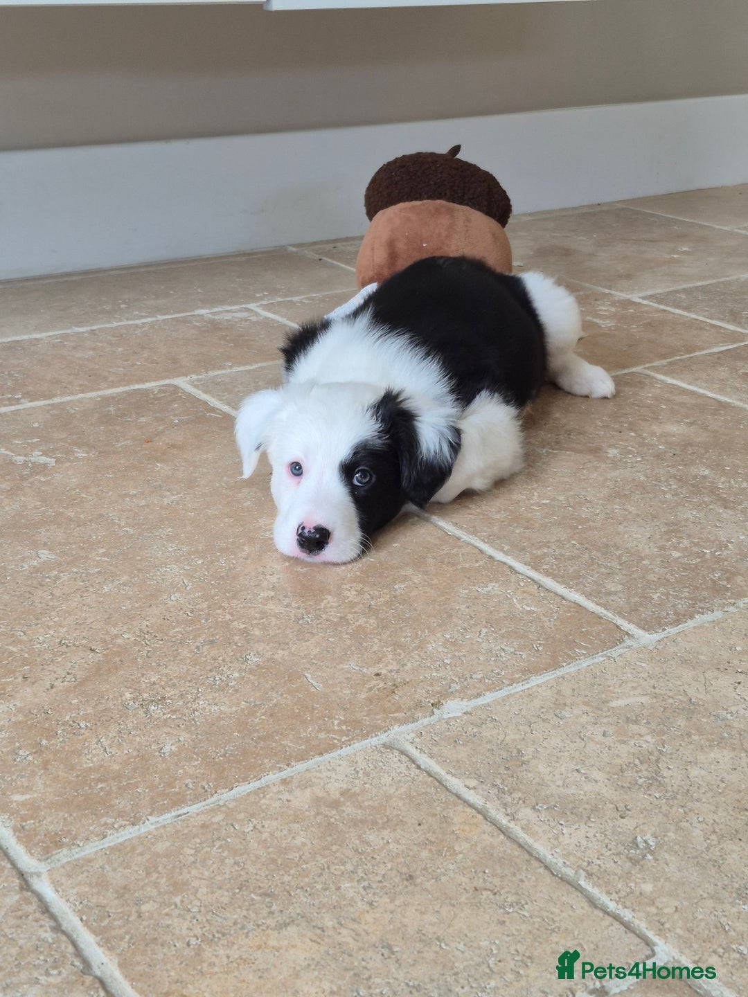 Border Collie dogs for sale: 1 Male left - Image 3
