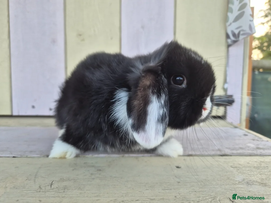 Mini Lop rabbits for sale: 💙Beautiful and friendly mini lop boy 💙 - Advert 7