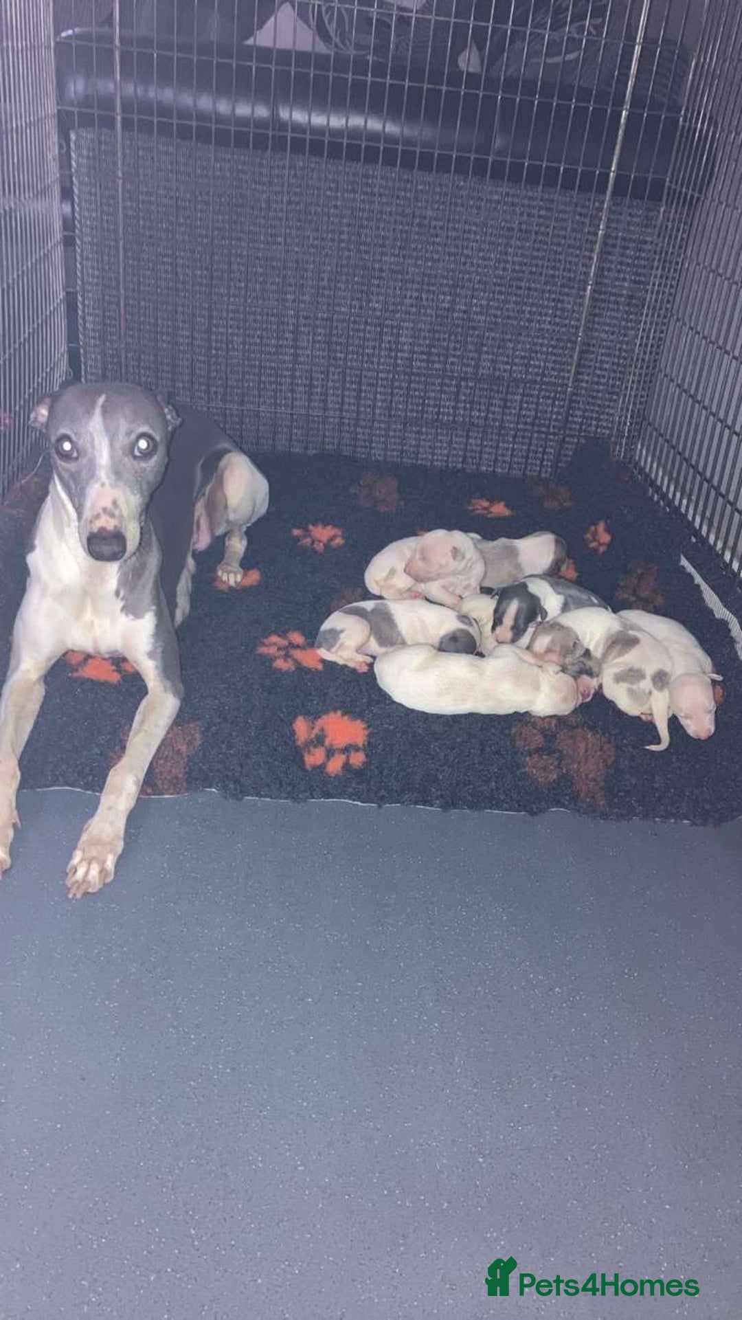 Whippet dogs for sale: Kc reg whippets  - Image 9