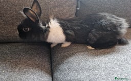 Mixed Breed rabbits for sale: Adorably cute baby bunnies-2 boys 1 girl available - Image 4