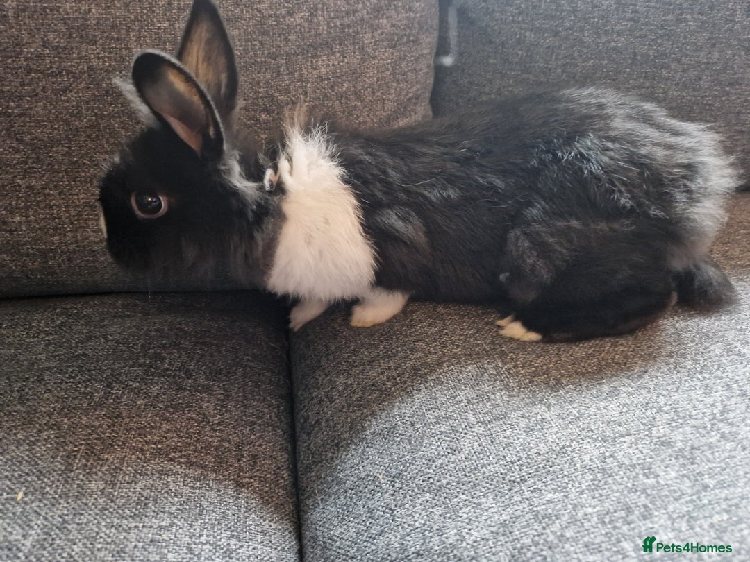 Mixed Breed rabbits for sale: Adorably cute baby bunnies-2 boys 1 girl available - Image 4