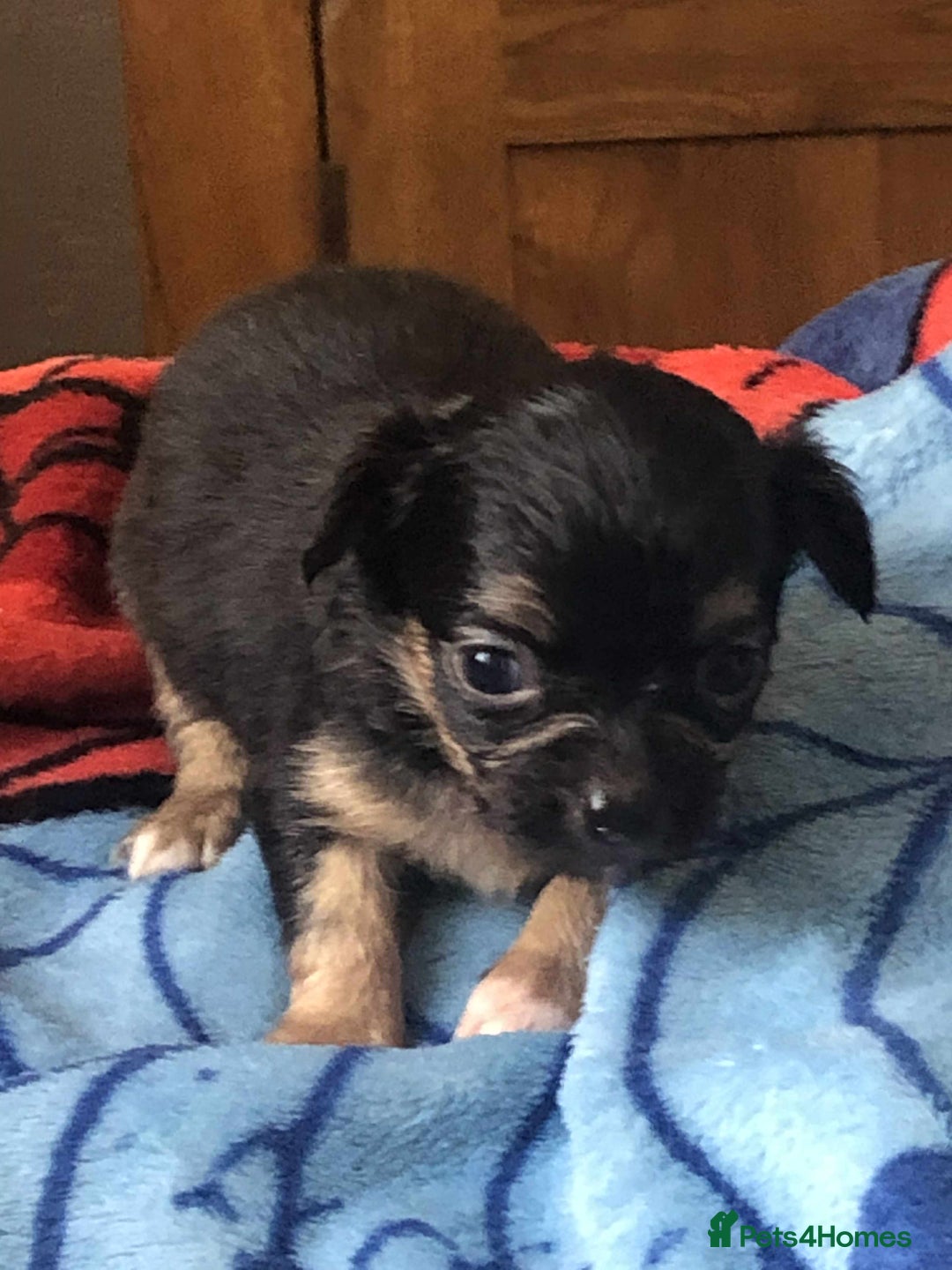 Chihuahua dogs for sale: two black and tan chuahua puppies  - Image 2