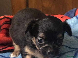 Chihuahua dogs two black and tan chuahua puppies - Advert 6