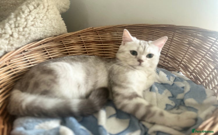 Scottish Fold cats - Advert 2
