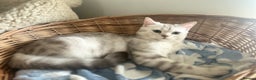 Scottish Fold cats for sale: Beautiful Marble tabby boy  - Advert 1