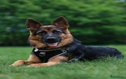 German Shepherd dogs for stud: Top Quality Import Stud 🏆 Health Teased Clear  - Image 4