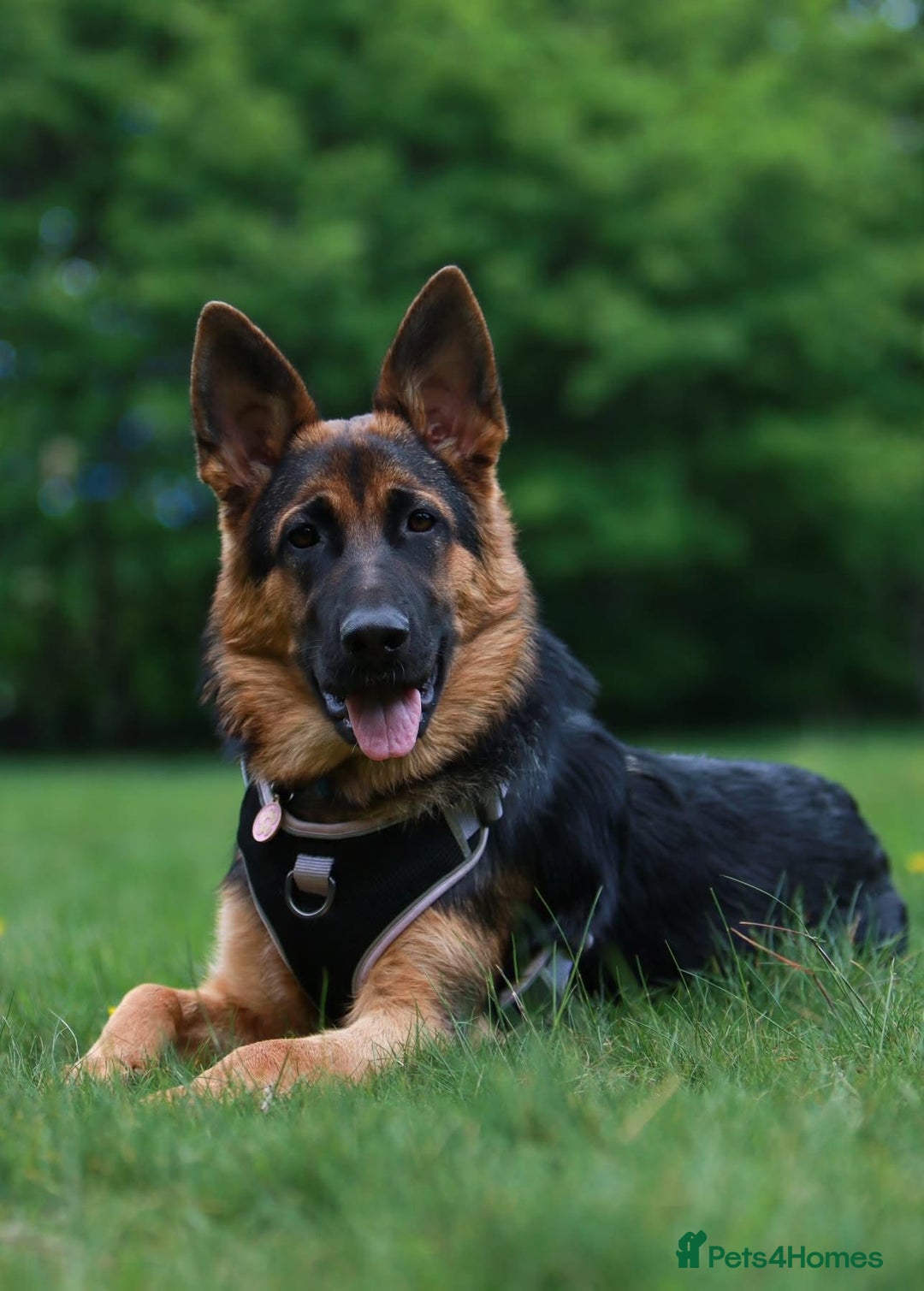 German Shepherd dogs for stud: Top Quality Import Stud 🏆 Health Teased Clear  - Image 4