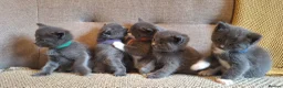 Ragdoll cats for sale: Ragdoll X kittens - extremely cute and fluffy  - Advert 2