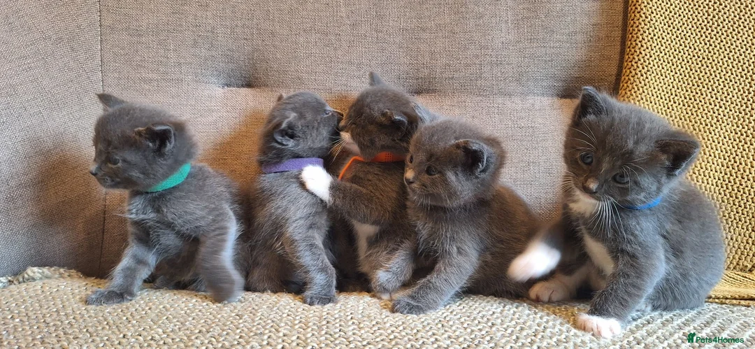 Ragdoll cats for sale: Ragdoll X kittens - extremely cute and fluffy  - Advert 2