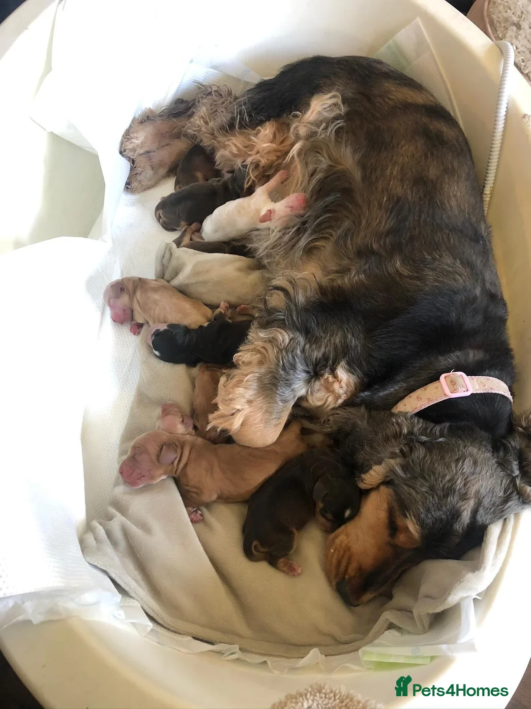 Cocker Spaniel dogs for stud: Stunning Sable, Show Cocker Stud,  Health Tested. in Market Drayton - Advert 9