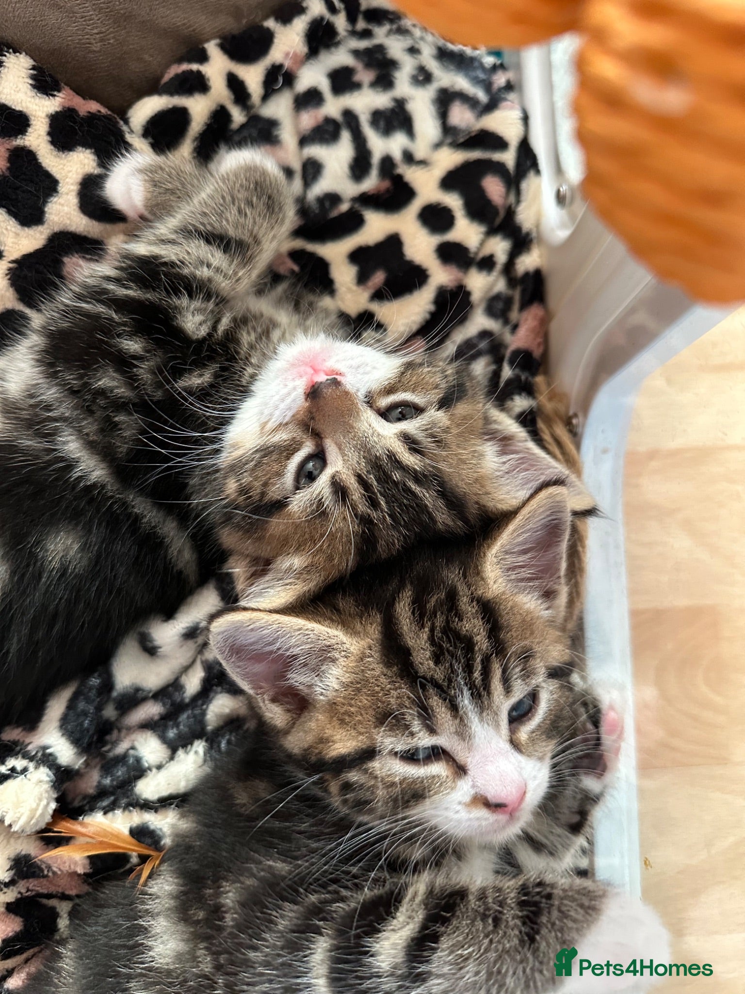 Mixed Breed cats Beautiful tabby kittens for sale - Advert 2