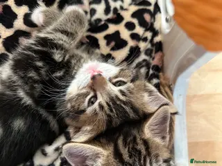 Mixed Breed cats Beautiful tabby kittens for sale - Advert 2