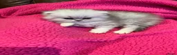 Persian cats for sale: Persian silver chinchilla kittens  - Advert 3