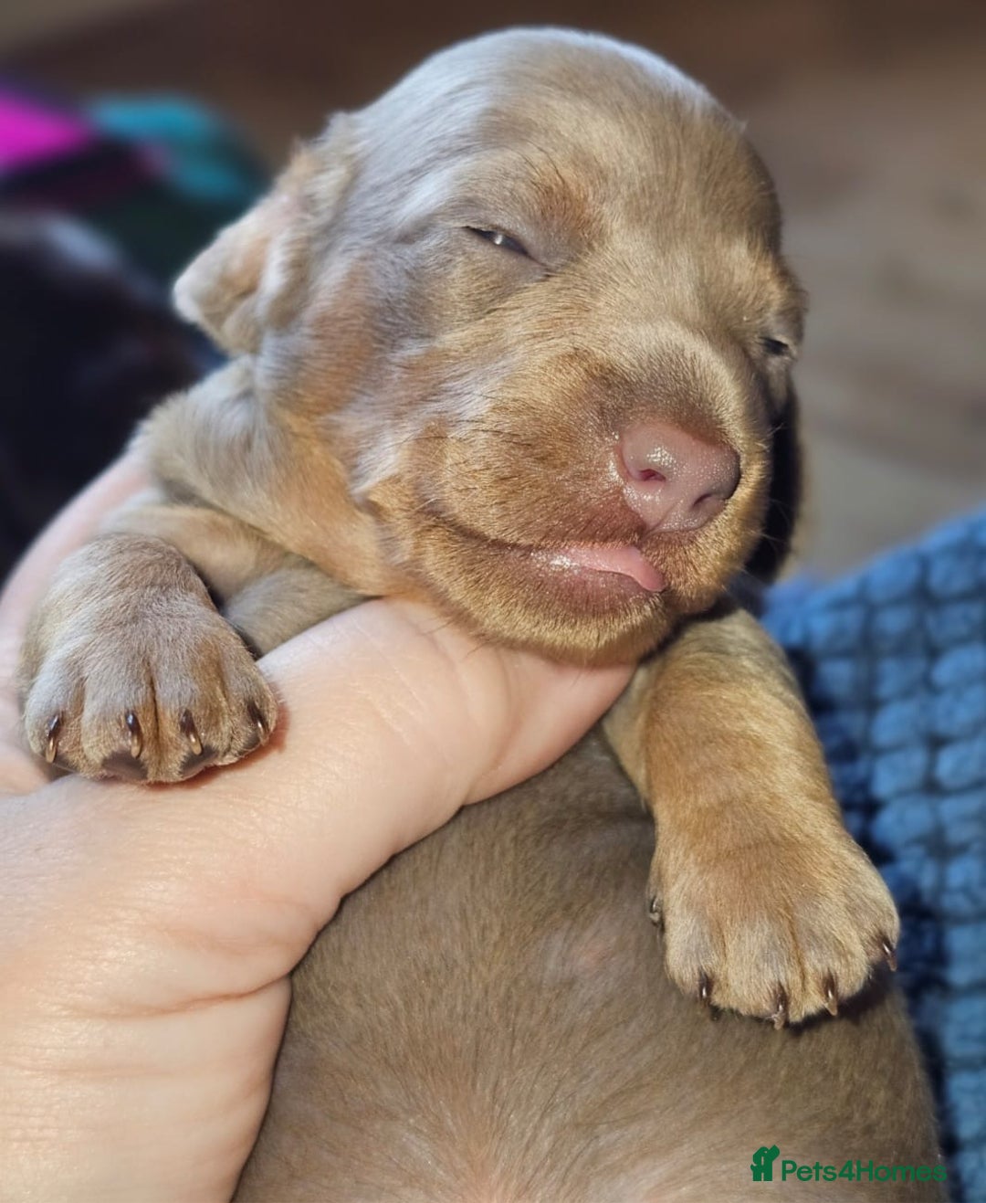 Dachshund dogs for sale: Isabella Dapple Dachshund Puppies - Advert 6