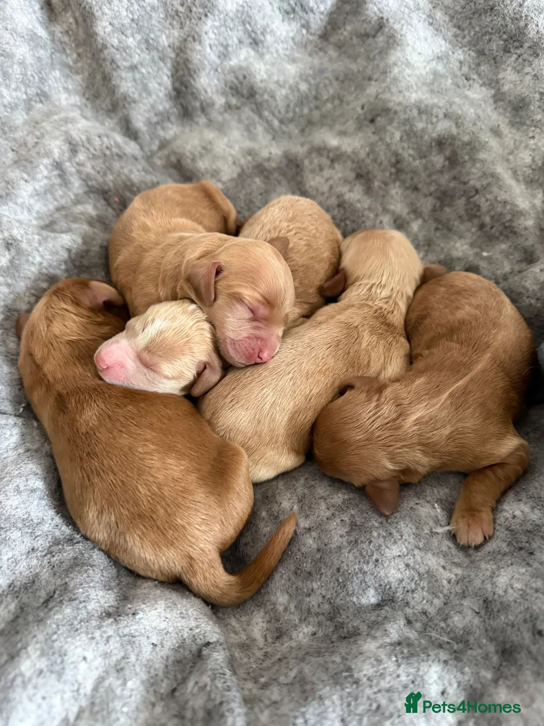 Cockapoo dogs for sale: F2 Cockapoos  - Advert 1