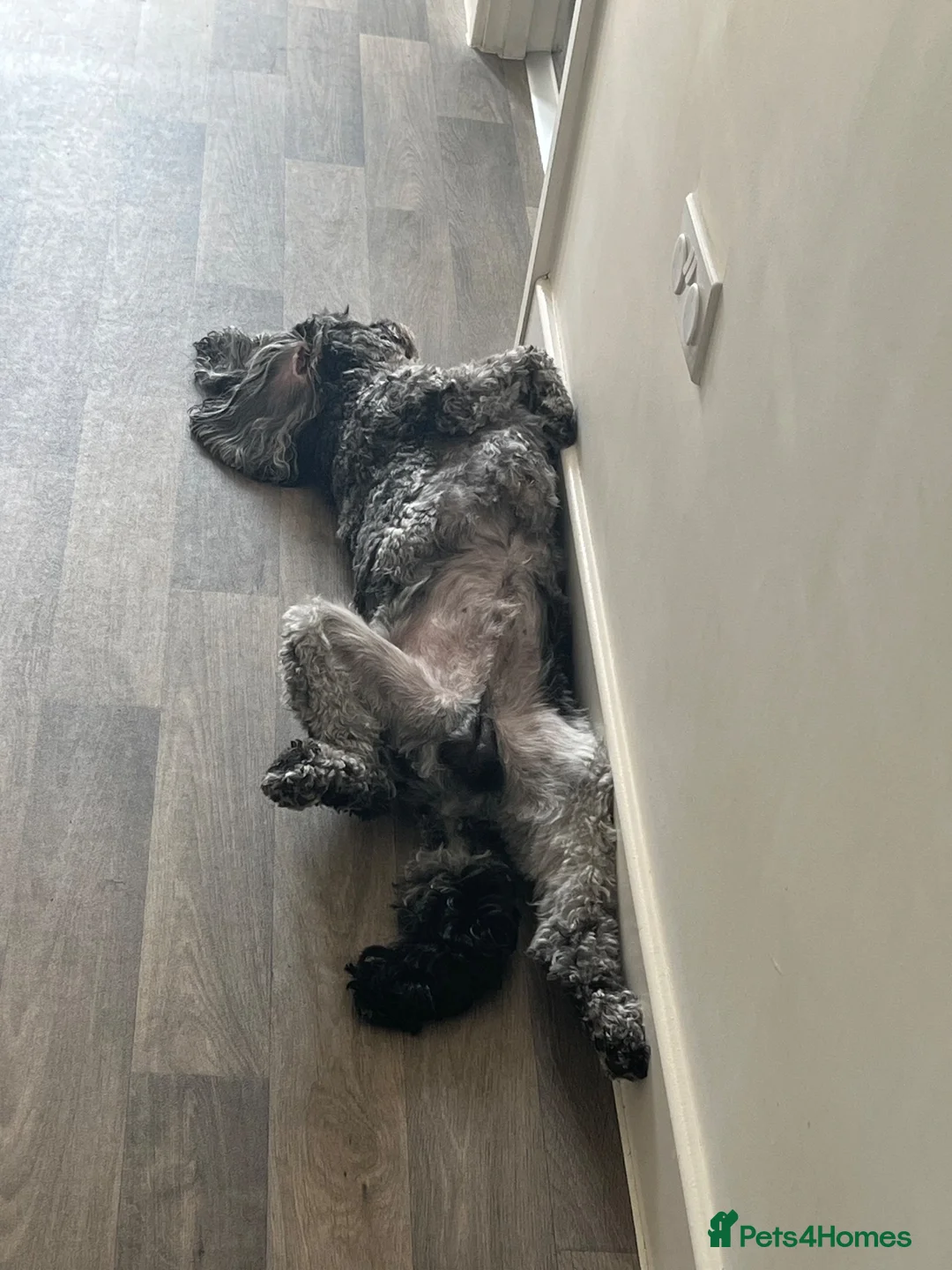 Cavapoo dogs for sale: 2 year old cavapoo for sale   - Advert 2