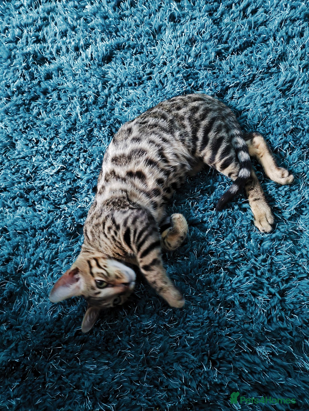 Bengal cats for sale: Male Bengal kitten  - Image 3