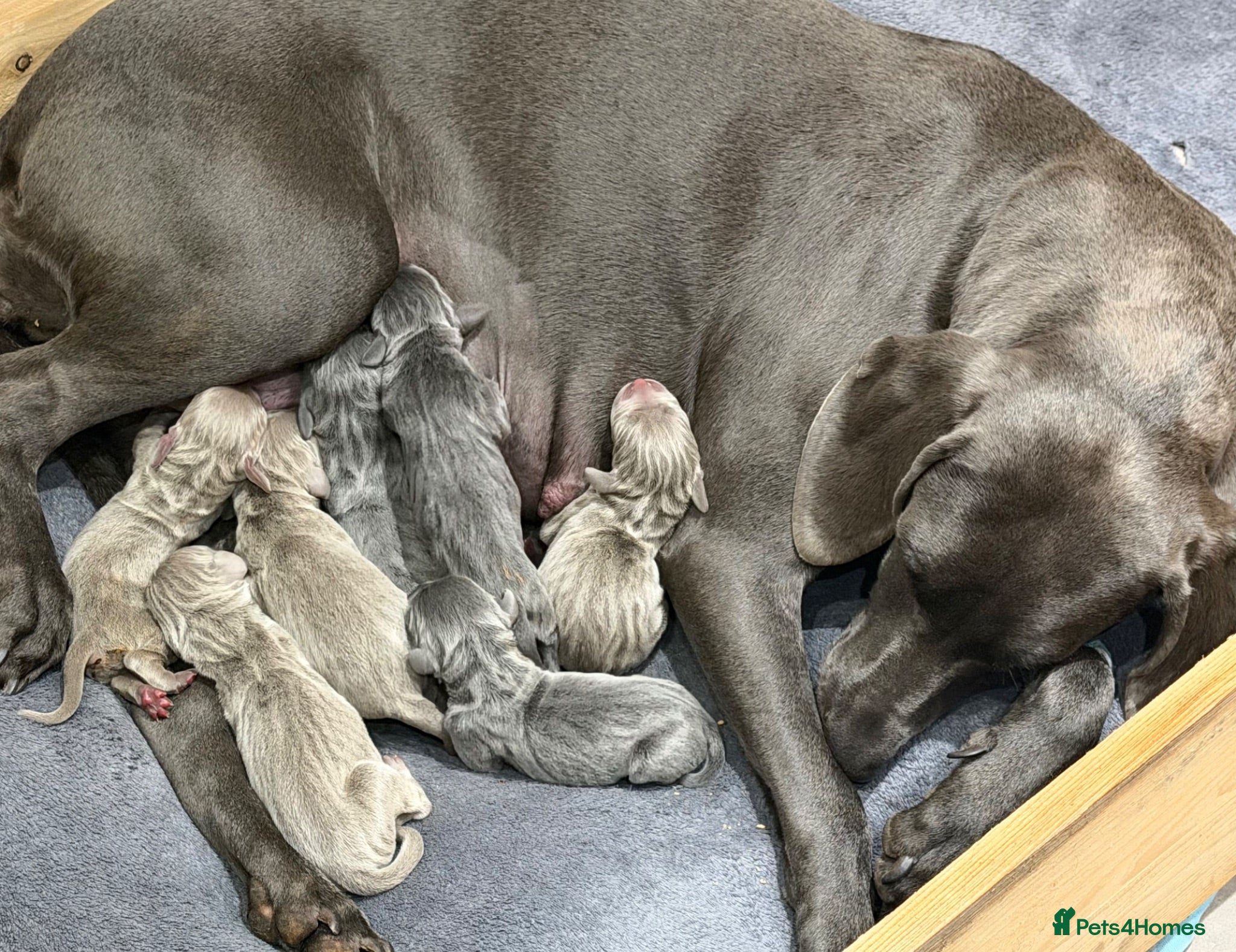 Weimaraner dogs 🌟4 🩶&💙 KC Reg Weimaraners 🩷&💙 READY 2 LEAVE🌟 - Advert 6