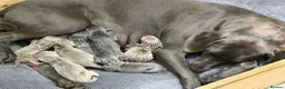 Weimaraner dogs for sale: Stunning 💙&🩶 KC Registered Weimaraner pups 🩷&💙 - Advert 5