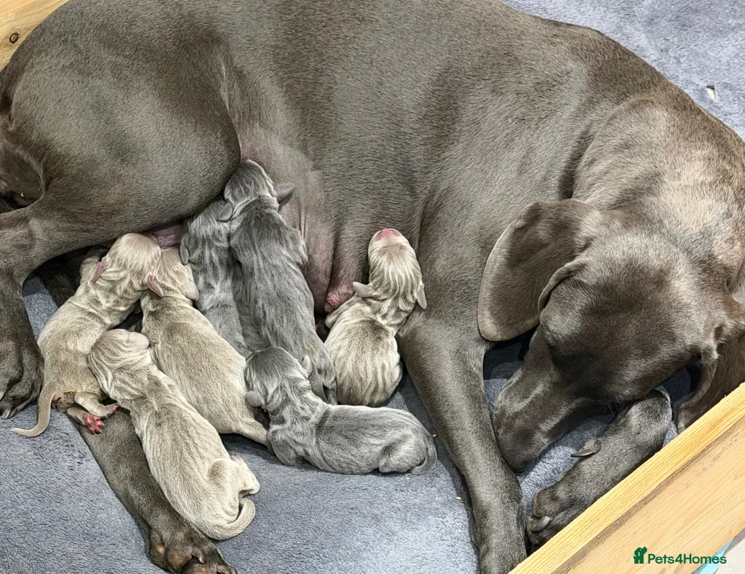 Weimaraner dogs for sale: 🌟READY 2 LEAVE🌟KC Reg Weimaraners 🩷💙 - Advert 1