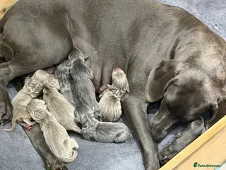 Weimaraner dogs 🌟4 🩶&💙 KC Reg Weimaraners 🩷&💙 READY 2 LEAVE🌟 - Advert 6