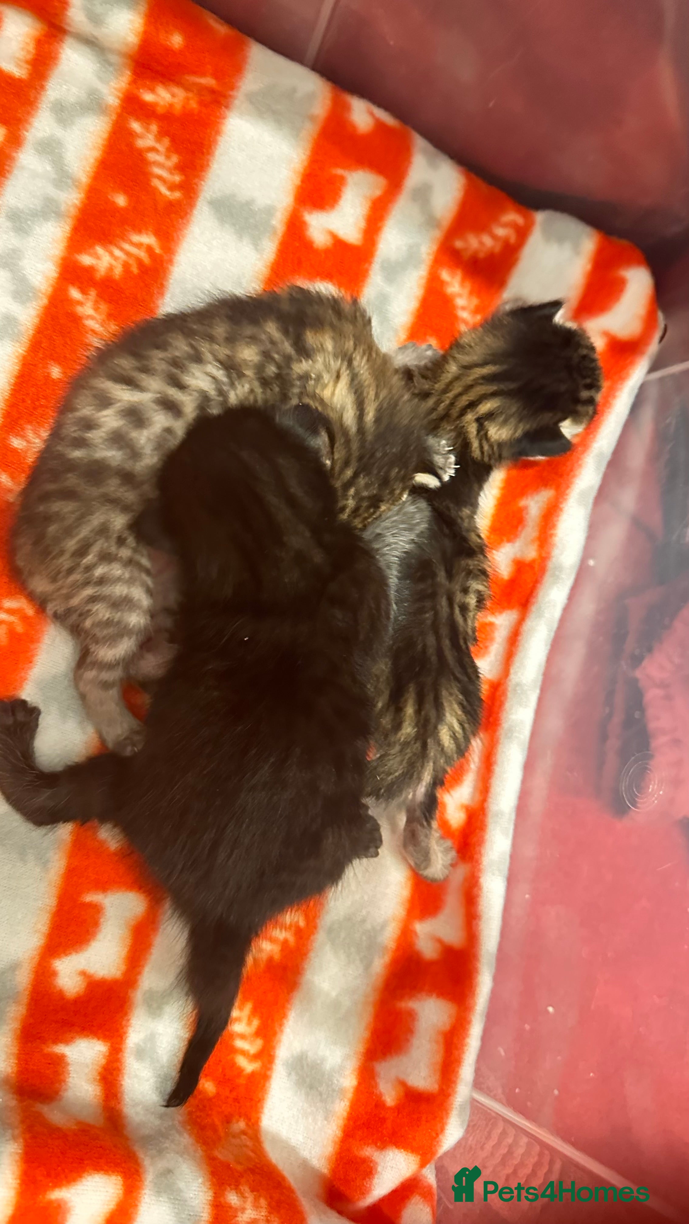 Savannah cats Stunning F3 Savannahs - Advert 3