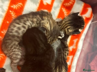 Savannah cats Stunning F3 Savannahs - Advert 2