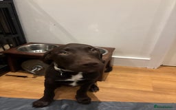 Mixed Breed dogs for sale: Mixed breed lab x Doberman - Image 4
