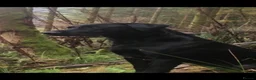 Labrador Retriever dogs for sale: Labrador Puppies  - Advert 6