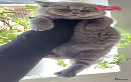 British Shorthair cats for sale: OUTSTANDING🏆PEDIGREE🎖CH SIRED in Dudley - Image 9