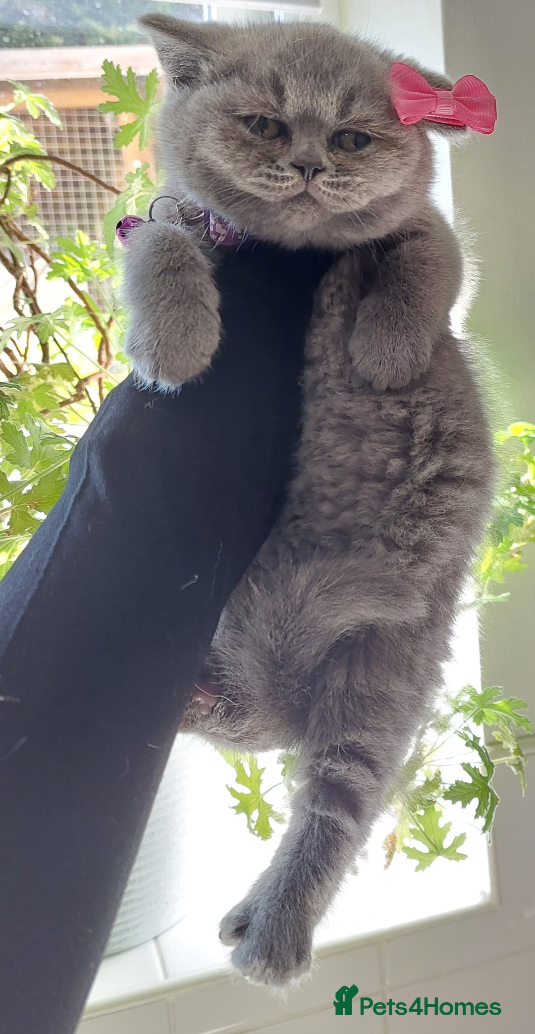 British Shorthair cats for sale: OUTSTANDING🏆PEDIGREE🎖CH SIRED in Dudley - Image 9