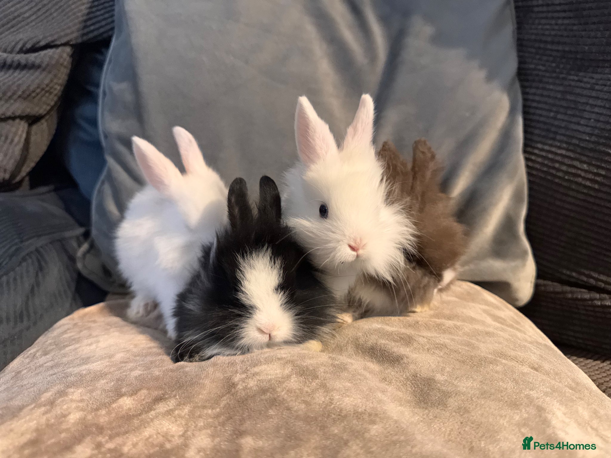 Mixed Breed rabbits for sale:     Fluffy Lionhead & Netherland Dwarf Mix Bunnies - Advert 1