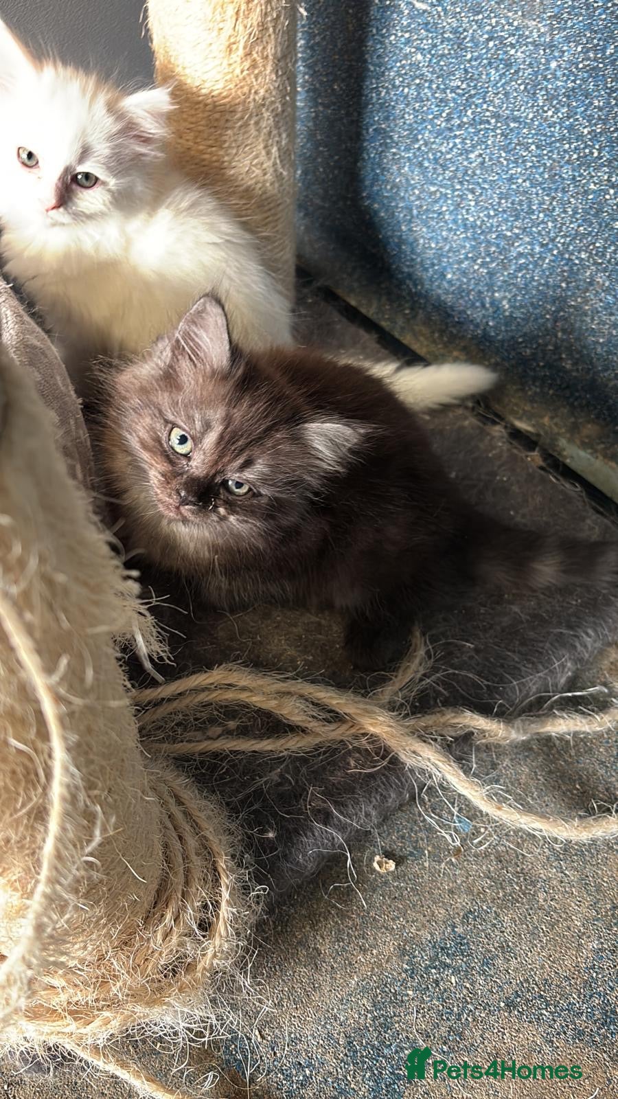 Persian cats 9 week old black kitten  - Advert 6