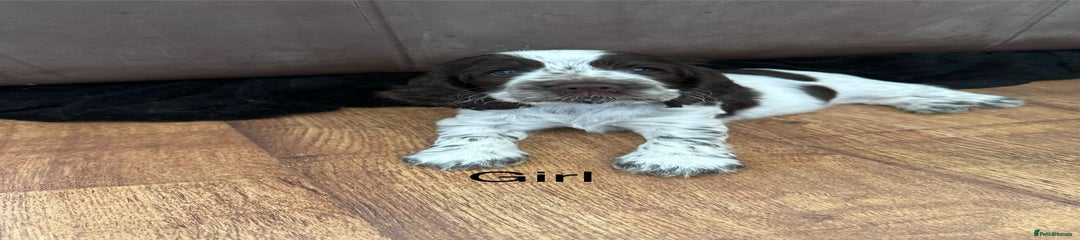 Cocker Spaniel Puppy 4 SOLD
