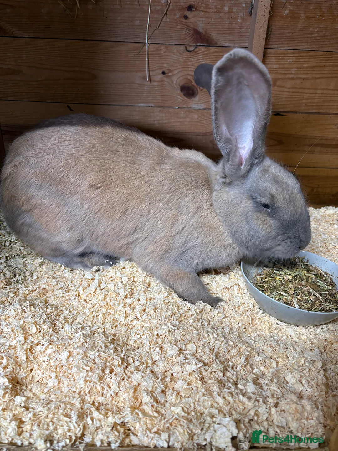 Continental Giant rabbits for sale: Honey the continental giant - Advert 3