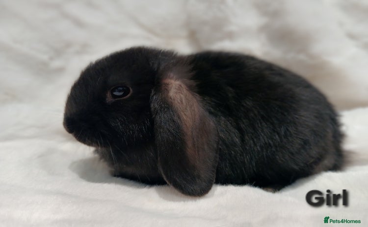 Mini Lop rabbits Adorable Baby Minilops. Free local delivery. - Advert 14