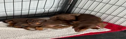 Miniature Dachshund dogs for sale: Miniature Dachshund puppies - Advert 2