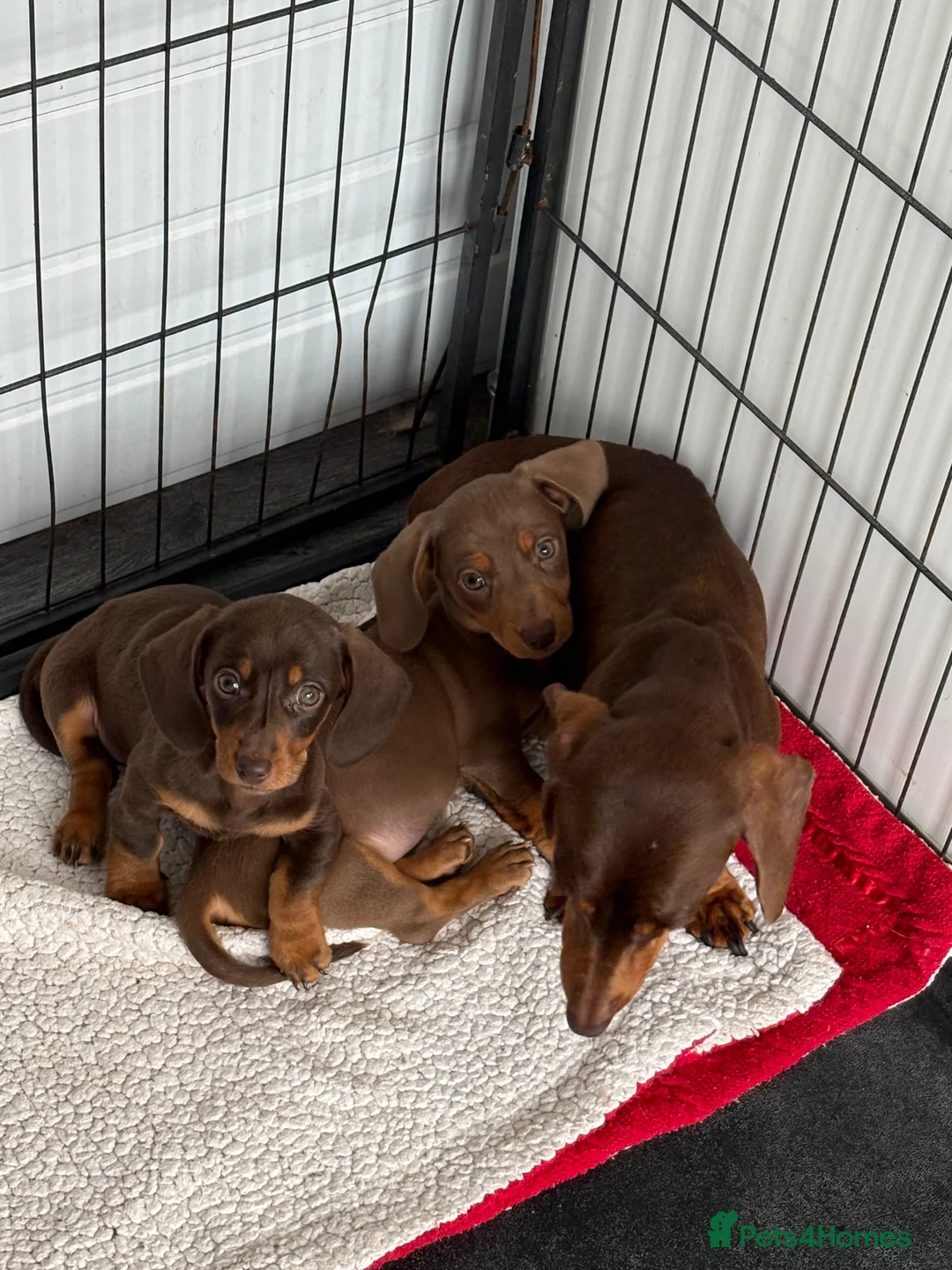 Miniature Dachshund dogs for sale: Miniature Dachshund puppies - Advert 2