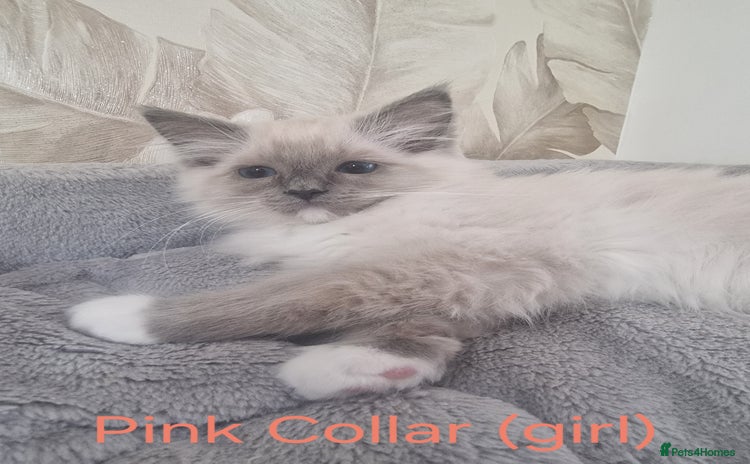 Ragdoll cats - Advert 3