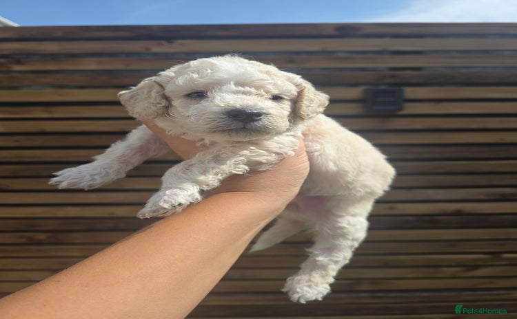 Cockapoo dogs - Advert 14