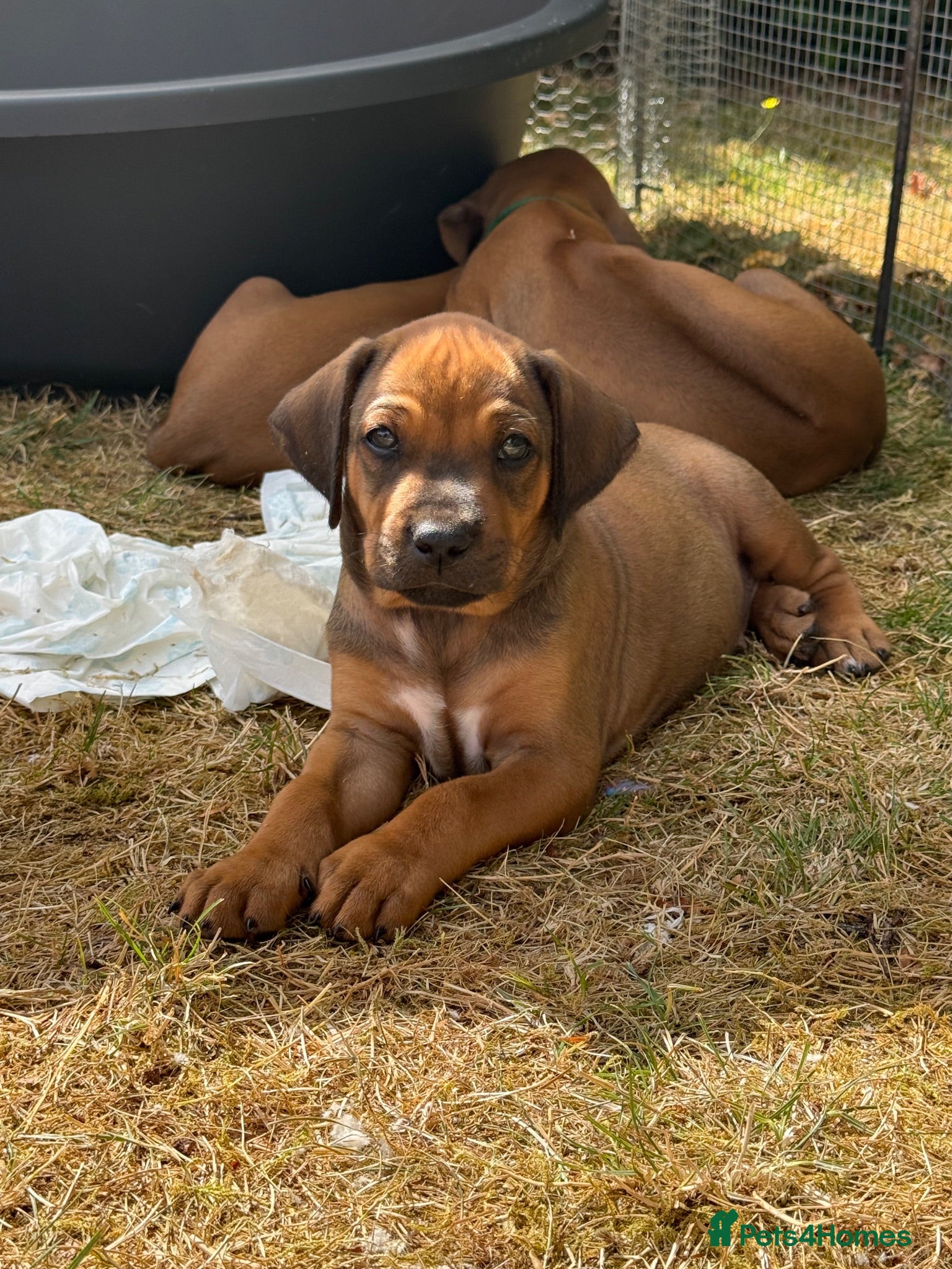 Rhodesian Ridgeback dogs KC Reg’ Rhodesian Ridgeback Puppies born 21st June - Advert 10