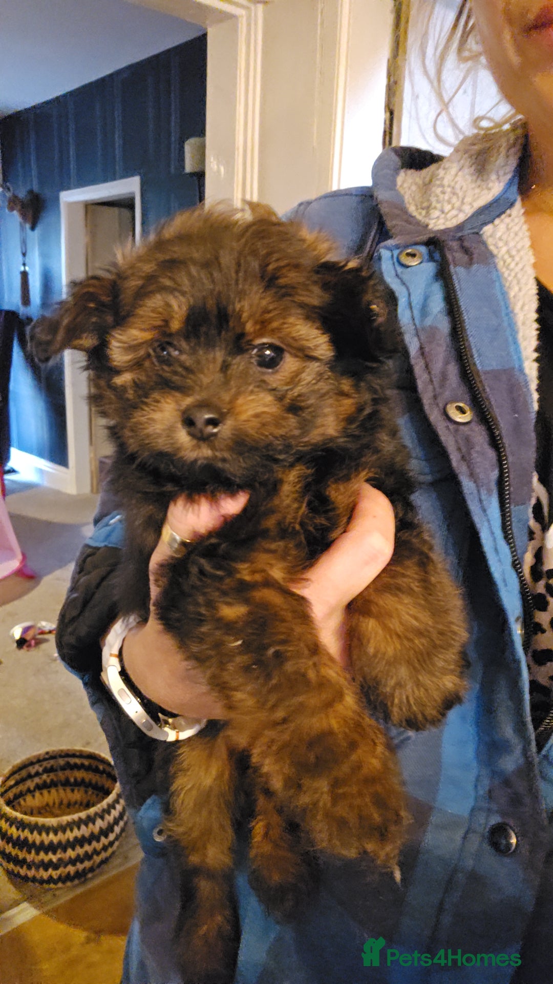 Pomapoo dogs for sale: POCKET SIZED POMAPOOS ~ READY NOW - Image 21